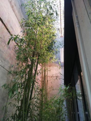 Bambù giganti